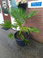 Palm, Ophalen, Zomer, Overige soorten, Halfschaduw