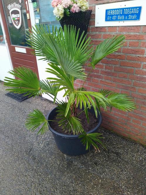 Palm, Tuin en Terras, Planten | Tuinplanten, Overige soorten, Halfschaduw, Zomer, Ophalen