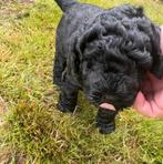 Prachtige zwarte medium labradoodle pups te koop, Overige rassen, CDV (hondenziekte), 8 tot 15 weken, Meerdere