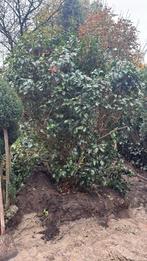 Tuin boompjes, Tuin en Terras, Ophalen, Volle zon, Overige soorten, Minder dan 100 cm