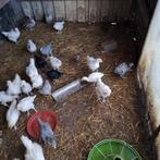 Te koop kalkoen en kuikens, Dieren en Toebehoren, Pluimvee, Meerdere dieren, Kalkoen