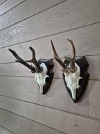 2 mooie ree geweien samen € 18 jacht hut mancave kerst d90, Ophalen of Verzenden, Gebruikt, Hert, Gewei of Kop