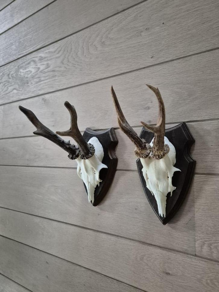 2 mooie ree geweien samen € 18 jacht hut mancave kerst d90, Verzamelen, Dierenverzamelingen, Gebruikt, Gewei of Kop, Hert, Ophalen of Verzenden