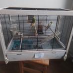 Parkieten, Dieren en Toebehoren, Vogels | Kanaries, Meerdere dieren, Zangkanarie