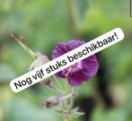 Inheems: donkerrode geranium phaeum /ooievaarsbek stekken, Volle zon, Vaste plant, Zomer, Ophalen