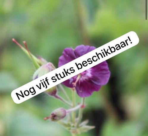 Inheems: donkerrode geranium phaeum /ooievaarsbek stekken, Tuin en Terras, Planten | Tuinplanten, Vaste plant, Overige soorten