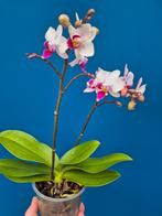 Orchidee Phalaenopsis Kleinbloemig Special (2), Ophalen of Verzenden, Halfschaduw, Minder dan 100 cm
