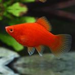 coral red platy €3,95, Dieren en Toebehoren, Vis, Zoetwatervis