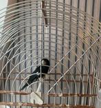 Prachtige twa twa mannetje, Dieren en Toebehoren, Vogels | Overige Vogels, Mannelijk, Tropenvogel, Geringd