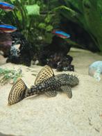 Ancistrus borstelneus 6-8cm, Vis