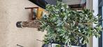 Ficus kunstplant, Ophalen, Gebruikt