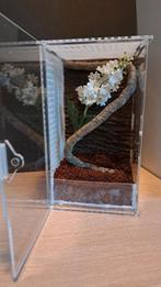 Mooi compact terrarium! Voor springspin, bidsprinkhaan, etc., Dieren en Toebehoren, Reptielen en Amfibieën | Toebehoren, Ophalen of Verzenden