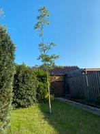 Walnotenboom, Ophalen of Verzenden, Overige soorten