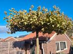 Dakplataan mooie maat  c.a 250 Hoog  en de stam 40cm dik,, Tuin en Terras, Volle zon, 100 tot 250 cm, Zomer, Overige soorten