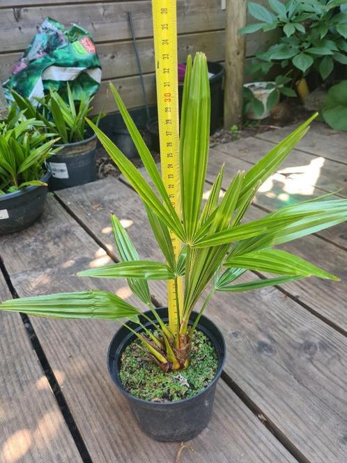 Trachycarpus fortunei - Winterharde palmboompjes, Tuin en Terras, Planten | Bomen, Palmboom, Minder dan 100 cm, Volle zon, Lente