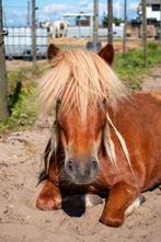 Stalhulp gezocht Noordwijk, Dieren en Toebehoren, Paarden en Pony's | Overige Paardenspullen, Ophalen, Overige soorten