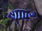 Malawi Cichliden: Pseudotropheus demasoni, Vis, Zoetwatervis