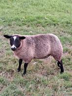 Mooi luxe bonte ooilam/ bonte schapen lam, Dieren en Toebehoren, Schapen, Geiten en Varkens, Vrouwelijk, Schaap