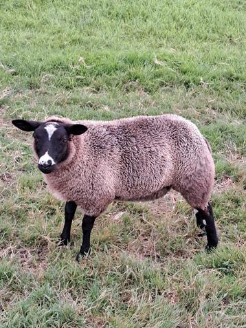 Mooi luxe bonte ooilam/ bonte schapen lam beschikbaar voor biedingen