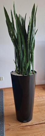 Runner zwarte pot 70cm hoog, Ophalen, 100 tot 150 cm, Overige soorten, In pot