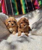 Cavapoo pups ( boomer , maltipoo), Dieren en Toebehoren, Overige rassen, 8 tot 15 weken, Meerdere, Meerdere dieren