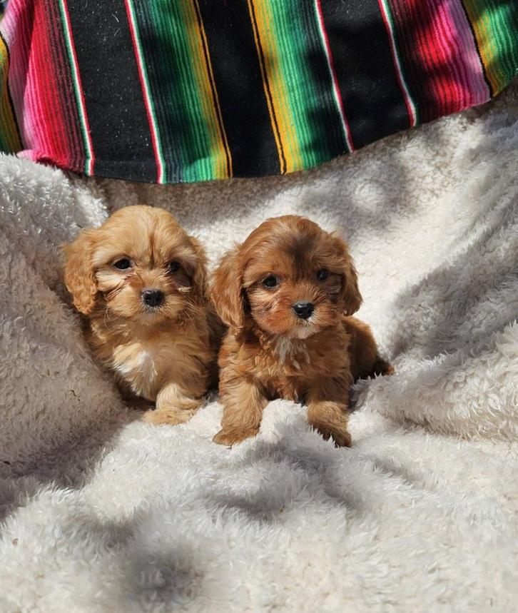 Cavapoo pups ( boomer , maltipoo), Dieren en Toebehoren, Honden | Chihuahua's en Gezelschapshonden, Meerdere dieren, Overige rassen
