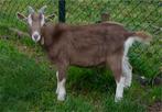 Gehoornde Nederlandse Toggenburger bokje, Mannelijk, Geit, 0 tot 2 jaar