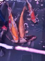 Import HQ Handpick koi - ca 50 cm - Koidream Valburg, Dieren en Toebehoren, Vissen | Vijvervissen, Karper of Koi