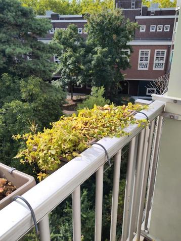 Hedera pots beschikbaar voor biedingen