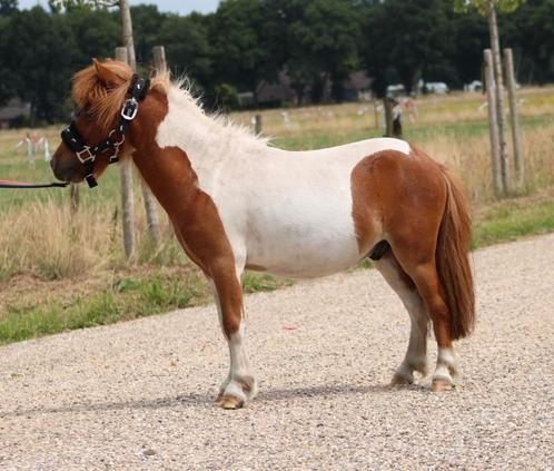 Te koop 7 super knappe shetlander en een betuigd Welsh, Dieren en Toebehoren, Pony's, Ruin, A pony (tot 1.17m), Recreatiepony
