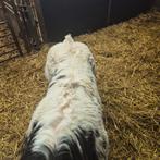 2 dikbil vaarskalveren, Dieren en Toebehoren, Vrouwelijk