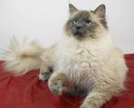 ragdoll kittens verwacht rond 24 september 2025, Dieren en Toebehoren, Katten en Kittens | Raskatten | Langhaar, Poes, Ontwormd