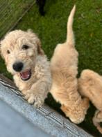 Labradoodle puppy’s te koop, Dieren en Toebehoren, Honden | Chihuahua's en Gezelschapshonden, Overige rassen, Meerdere, Meerdere dieren