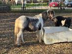 Merrie, NMPRS,STER,kampioen, minipaard,pony,miniatuurpaard, Merrie