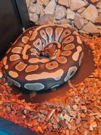 Python regius, konings pyton, Dieren en Toebehoren, Slang, 3 tot 6 jaar