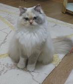 Ragdoll, Dieren en Toebehoren, Katten en Kittens | Overige Katten, Poes, Langharig, 0 tot 2 jaar