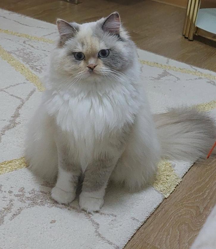 Ragdoll, Dieren en Toebehoren, Katten en Kittens | Overige Katten, Langharig, Poes, 0 tot 2 jaar