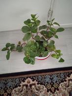 Kamer plant te koop., Huis en Inrichting, Kamerplanten, Ophalen of Verzenden, Halfschaduw, Minder dan 100 cm