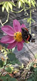 Uit de biologische moestuin: Dahliazaden., Ophalen of Verzenden, Voorjaar, Halfschaduw, Zaad