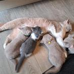 Raszuivere britse korthaar kittens!, Dieren en Toebehoren, Meerdere dieren, Gechipt, 0 tot 2 jaar