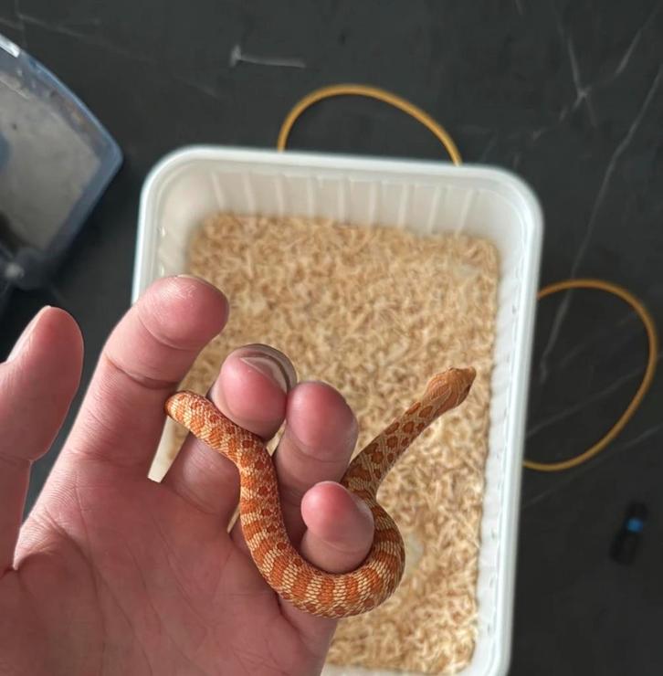 Haakneus slang, Dieren en Toebehoren, Reptielen en Amfibieën, Slang, 0 tot 2 jaar