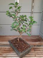 Bonsai Ligustrum, Tuin en Terras, Planten | Bomen, Ophalen of Verzenden, Volle zon, Overige soorten, Minder dan 100 cm