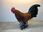 Sabelpoot krielen kriel kipjes, Dieren en Toebehoren, Pluimvee, Meerdere dieren, Kip