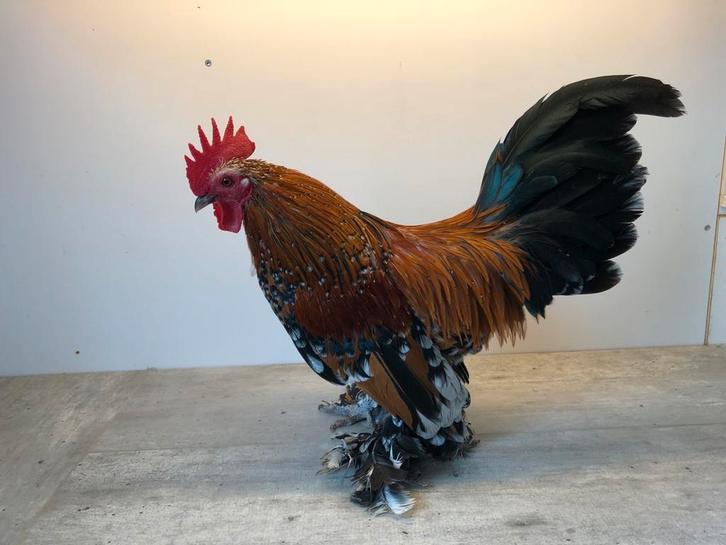 Sabelpoot krielen kriel kipjes, Dieren en Toebehoren, Pluimvee, Kip, Meerdere dieren