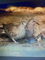 Gezocht meerdere Mus duifjes, Meerdere dieren, Tropenvogel, Geringd