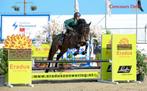 Allround springpaard/hunter, Dieren en Toebehoren, Paarden, Ruin, 3 tot 6 jaar