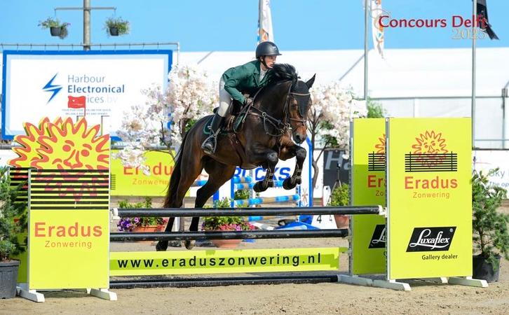 Allround springpaard/hunter, Dieren en Toebehoren, Paarden, Ruin, 3 tot 6 jaar