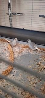 Diamand duifjes, Dieren en Toebehoren, Vogels | Duiven, Geslacht onbekend, Overige soorten