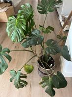 Monstera Kamerplant | tegen klein bedrag, Ophalen, 100 tot 150 cm, Overige soorten, Halfschaduw