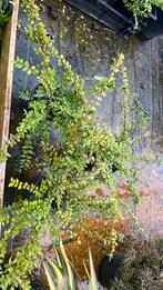 Lonicera Maigrun 60/80 cm doorsnee vanaf €2,00, Ophalen, Zomer, Volle zon, Overige soorten